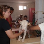 Dogs need clean coat