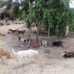 Everyone hanging out at Tierra de Animales