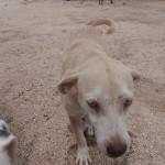 Happy doggy at Tierra de Animales