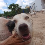 dogs at Tierra de Animales