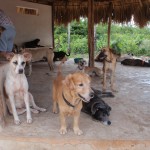 dogs at Tierra de Animales