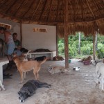 dogs and vets at Tierra de Animales