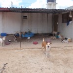 dogs at Tierra de Animales