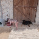 Dogs in rehabilitation at Tierra de Animales