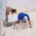 Turtles hatching in Cancun