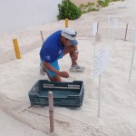 Turtles hatching in Cancun