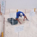 Turtles hatching in Cancun