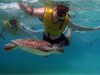 Private Tulum & Akumal Snorkel with Sea Turtles