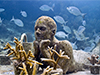 Snorkel Underwater Museum Cancun