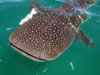 Whale Shark Snorkel from Cancun